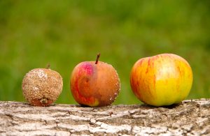 3 apples in a line to represent the good, the bad and the ugly. One is rotten, one is rotting, and one is ripe.