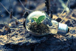 Green technologies: Clear light bulb with plant inside, pictured on grey rock